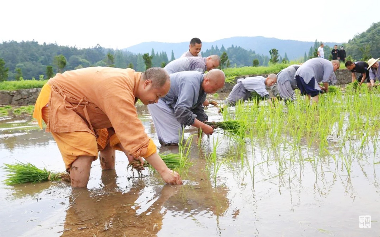 栽秧子了！四川最早播种水稻地区开秧门_四川在线